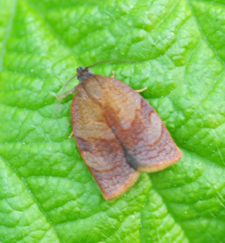 Réf. 255 022 : Cacoecimorpha pronubana
